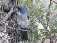 Mexican Jay 4329